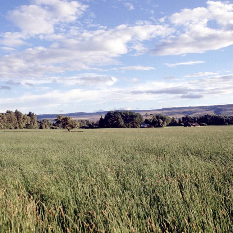  Field landscape